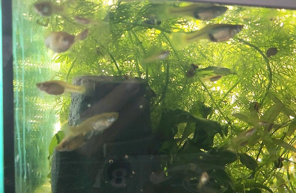 Guppy Fische Weibchen Männchen Teils schwanger in Neuss