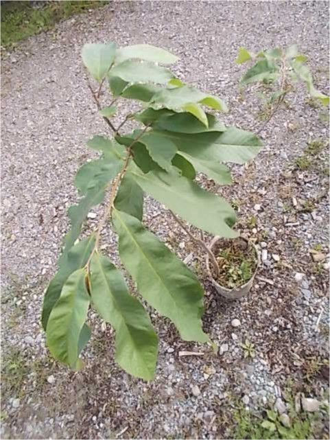 indianerbanane asimina triloba indianer banane kentucky champion in Frickingen