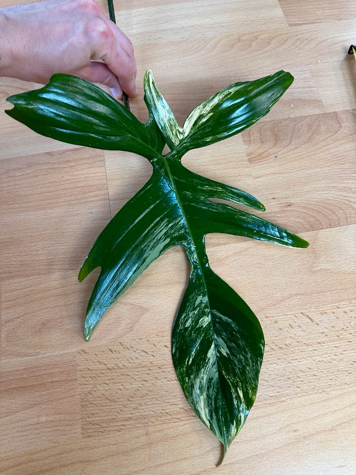 Philodendron Florida Beauty XL verkauft in Leipzig