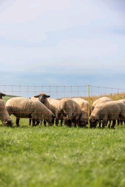 Aktion! Schafzaun Staffelpreise, Schafnetz, Weidenetz, Steckzaun in Engelsberg