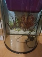 Aquarium Tetra AquaArt Explorer Line 60 l mit Beleuchtung, Heizer Brandenburg - Joachimsthal Vorschau