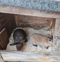 2 Kaninchen abzugeben Hessen - Herborn Vorschau