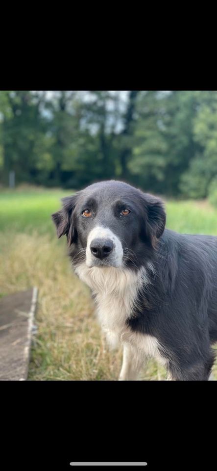 ‼️‼️Ronja immer noch Vermisst ‼️‼️‼️ in Geilenkirchen