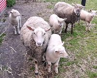 Schafe, Lamm, Bock Brandenburg - Ortrand Vorschau