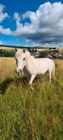 Ponyclub/ Ponyreiten / Reiten für Kinder Hessen - Bebra Vorschau