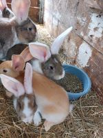 Kaninchen abzugeben Hessen - Lahntal Vorschau