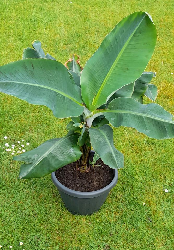 Grosse Musa Bananenpflanze Staude inkl. Ableger in Fehmarn