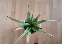 Große Aloe Vera Pflanze (ohne Übertopf) Schleswig-Holstein - Bad Bramstedt Vorschau