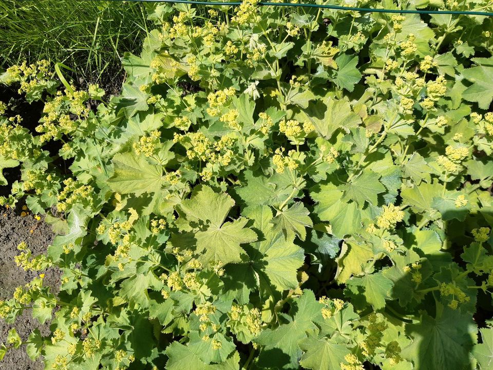 Winterharte Blumenstauden in Schortens