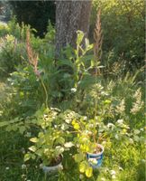 Astilbe Prachtspiere winterharte Dauerstaude Rosa Blüte Brandenburg - Königs Wusterhausen Vorschau