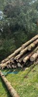 Trockenes Fichten Holz Saarland - Homburg Vorschau