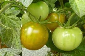 Tomatenpflanzen, 40 Sorten  jetzt anschauen u. vorbestellen in Langlingen