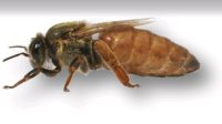Varroa-Resistenzzucht F1 Buckfast Bienen Königin begattet Harburg - Hamburg Neugraben Vorschau
