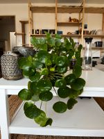 Pilea Zimmerpflanze mit Topf Essen - Essen-Frintrop Vorschau