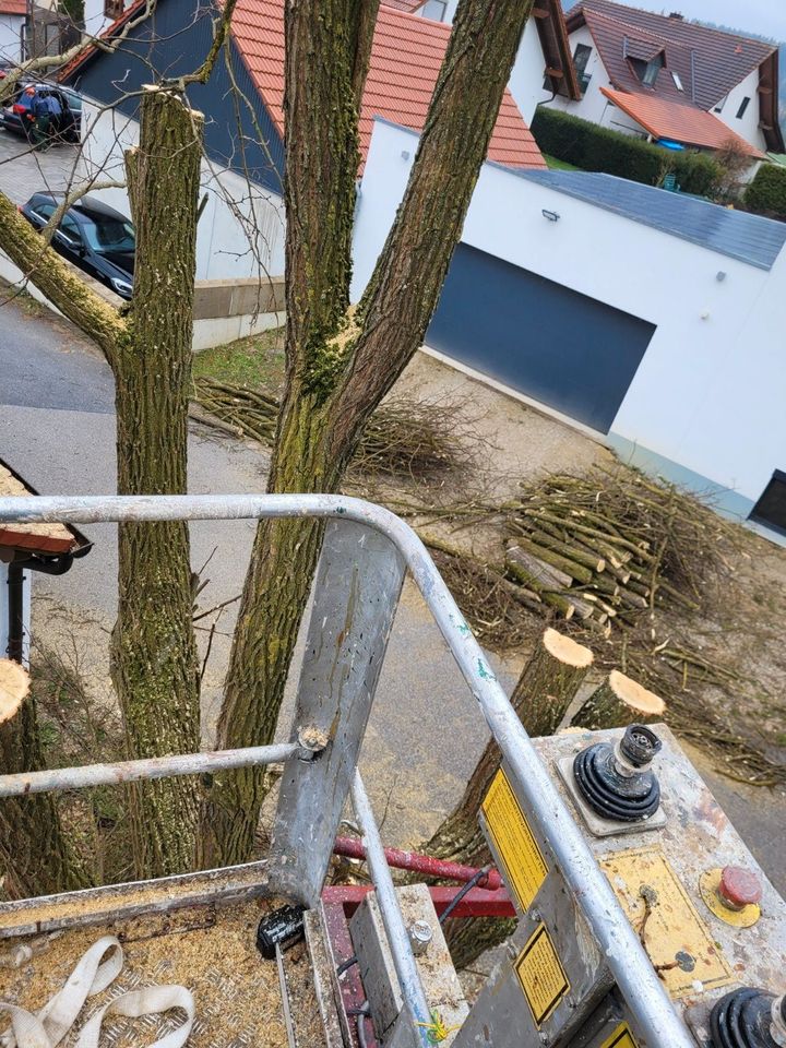 ❗Baumfällung Problembaum fällen Hecke entfernen roden in Bruckberg bei Landshut