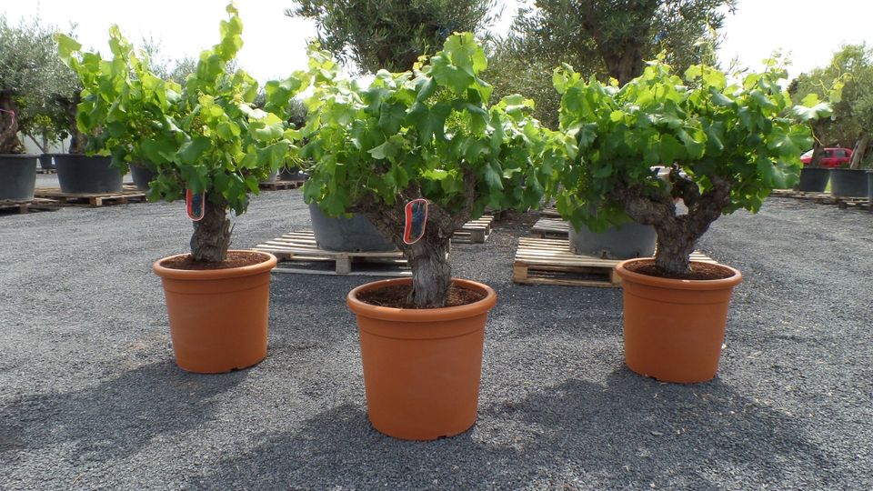 samstags Lagerverkauf Palme Olive Feige mediterrane Pflanzen in Goch