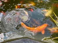 Koi Fische Goldfische Karpfen Brandenburg - Cottbus Vorschau