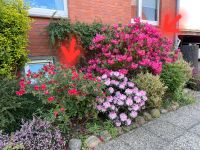 2 x Rhododendron (Pink & Rot) Herzogtum Lauenburg - Ratzeburg Vorschau