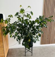 Strahlenaralie - Schefflera arboricola Baden-Württemberg - Weissach Vorschau