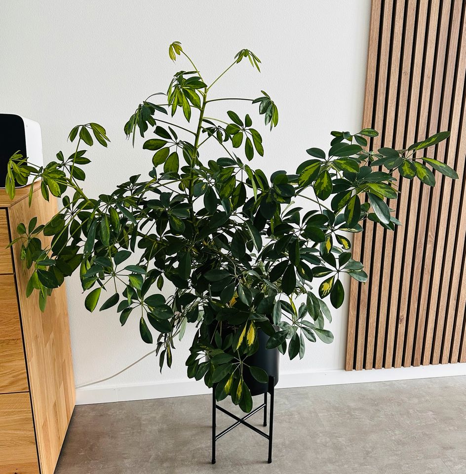 Strahlenaralie - Schefflera arboricola in Weissach