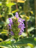 Samen Kleine Braunelle (Prunella vulgaris) Kleine Brunelle Baden-Württemberg - Horgenzell Vorschau