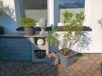 Oleander Pflanze Garten groß weiß blühend mediterrane Pflanze Rheinland-Pfalz - Kastellaun Vorschau