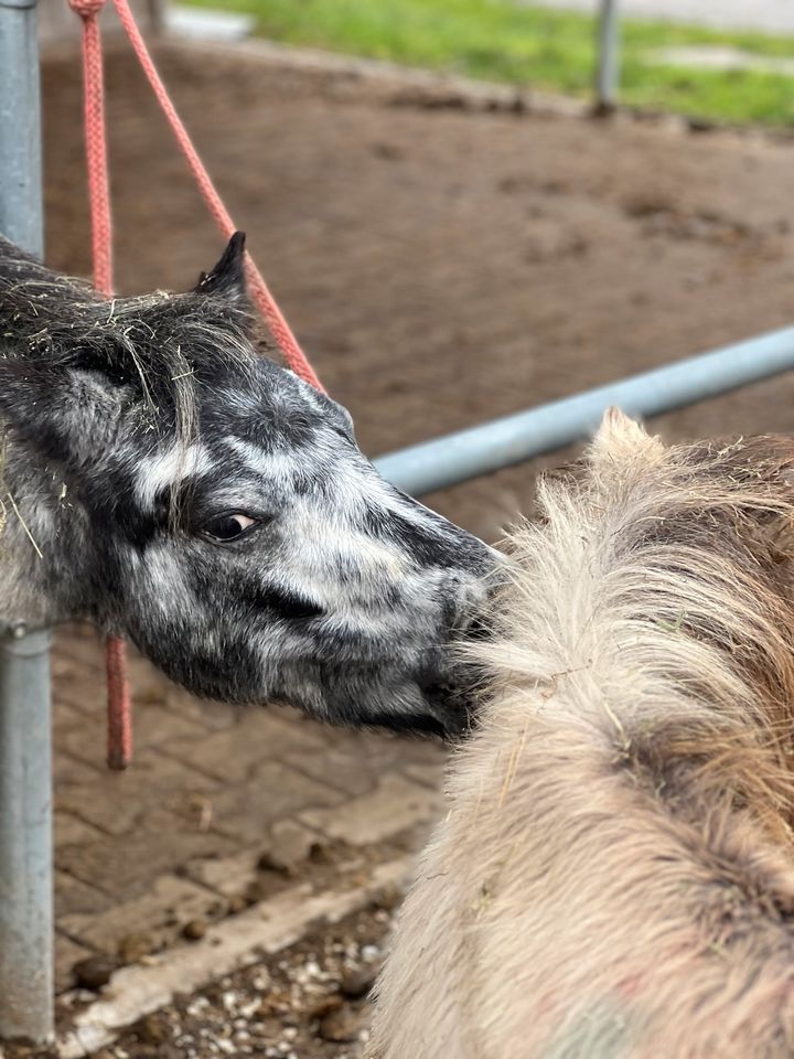 Biete Pflegebeteiligungen auf verschiedenen Ponys in Tuntenhausen