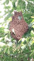 Fange Bienenschwärme Hessen - Borken Vorschau