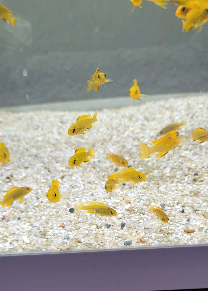 Buntbarsche, pseudotropheus in Krefeld