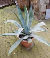 Agave mit Topf Bayern - Höchstadt Vorschau