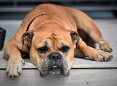 Die Ganzheitliche Aufrichtung  für Tiere in Barmstedt