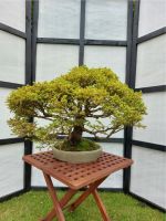 Bonsai Zwergfichte mit einer Bonsaischale von Jürgen Hilken Niedersachsen - Leer (Ostfriesland) Vorschau