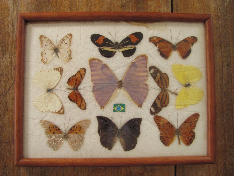 *** Vintage Schmetterlinge Rahmen * Schmetterlinge "Schaukasten" in Uelzen