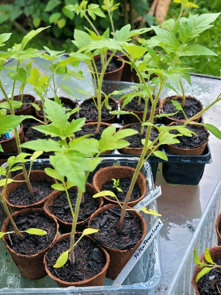 6 x Tomaten-Jungpflanzen Yellow Pearshaped Goldene Königin etc in Neuss