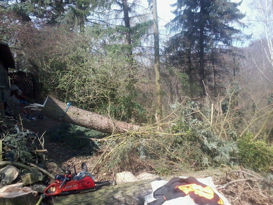 Forstdienstleistungen Baumfällung Waldpflege Forst Wald Baum Holz in Liebstadt