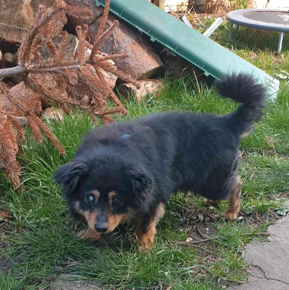 Mika, ca. 10 Jahre, 30 cm, fast blind kleine Hundepersönlichkeit in Dachau