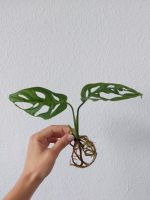 Monstera adansonii Bonn - Endenich Vorschau