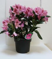 rhododendron alpenrose immergrün 30-40cm containerpflanzen Lingen (Ems) - Wachendorf Vorschau