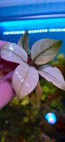 New ⭐❤Broad White ❤⭐ Rare Anubias Aquarium Bucephalandra Garnelen Freiburg im Breisgau - March Vorschau