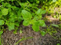 Bio Oregano Jungpflanzen Sachsen-Anhalt - Magdeburg Vorschau