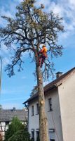 Baumpflege - Baumfällung - Heckenschnitt - Grünflächenpflege Nordrhein-Westfalen - Siegburg Vorschau
