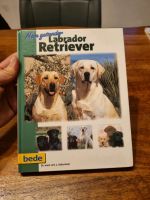 Mein gesunder Labrador Retriever Brandenburg - Blankenfelde-Mahlow Vorschau
