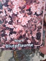 Blutpflaume Niedersachsen - Westoverledingen Vorschau