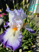 Iris Schwertlilie besonders hoch Baden-Württemberg - Nürtingen Vorschau