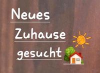 Wir suchen ein/e 4 Zimmer Haus oder Wohnung zur Miete Bayern - Freilassing Vorschau