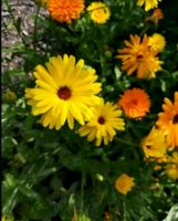 Ringelblume Samen Mischung Orange und Gelb Niedersachsen - Wangerland Vorschau