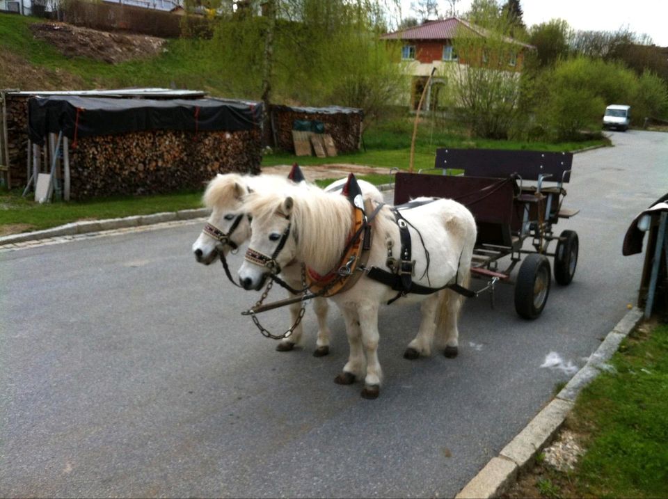 Shetty kutsche in Grafenwiesen