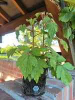 Japanische Weinbeeren Pflanzen Nordrhein-Westfalen - Hamm Vorschau