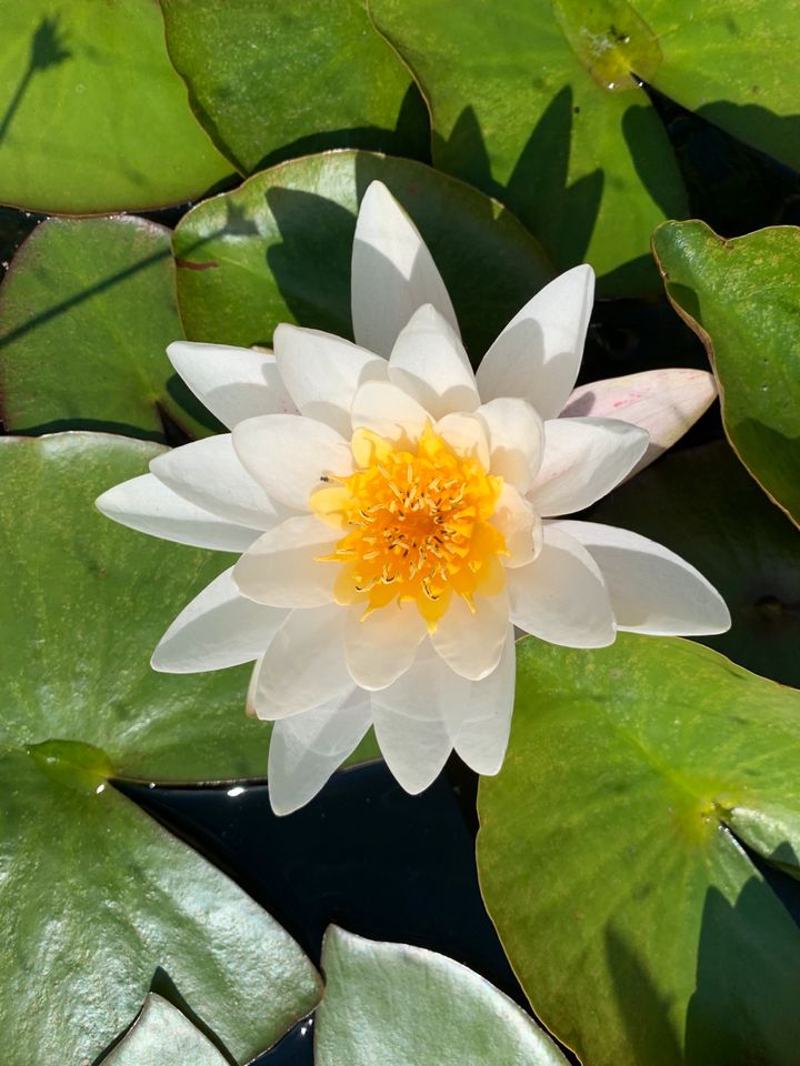 Ableger von Seerose, Teichrose abzugeben in Bad Driburg