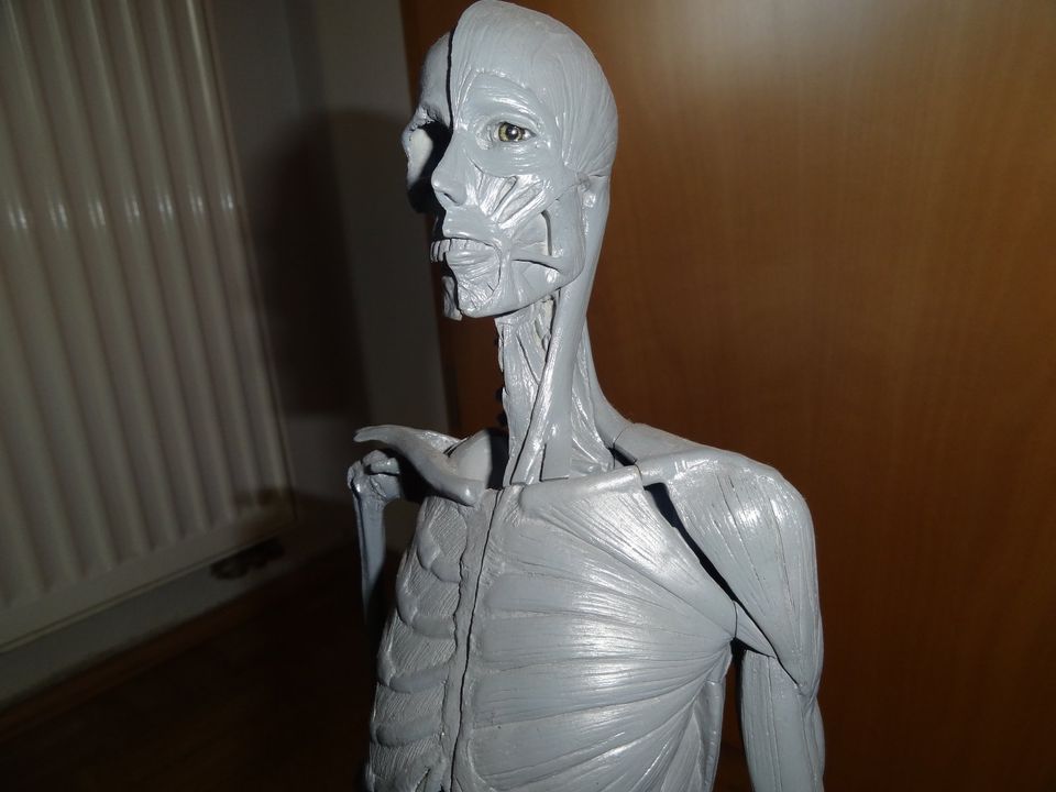 Anatomie Maßstab 1:3, 60 cm Deko Modellbau Bildhauer Kunst Deko in Freilassing